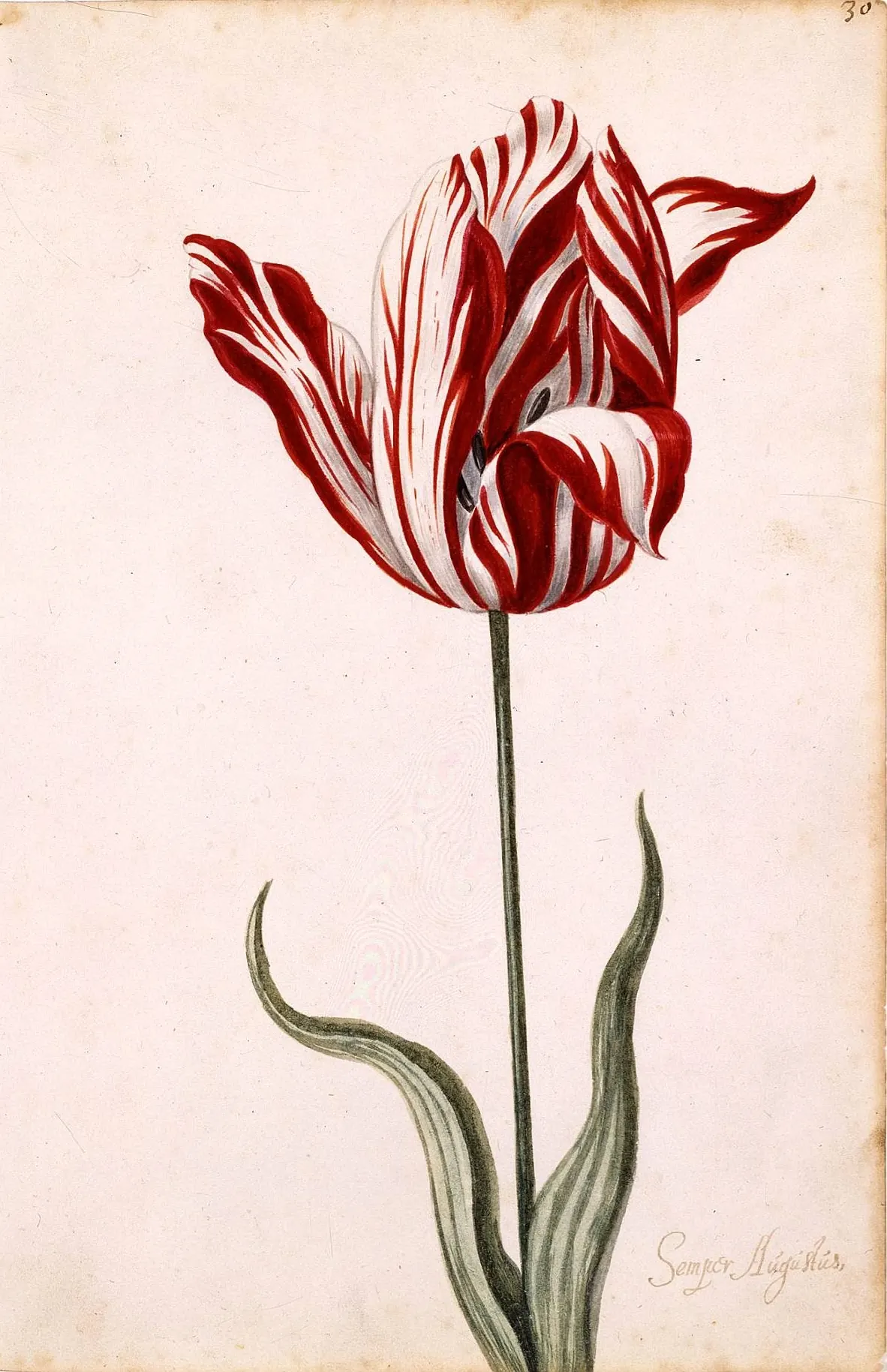 A 17th-century watercolor of a Semper Augustus tulip, with white petals streaked in deep red, on a plain background