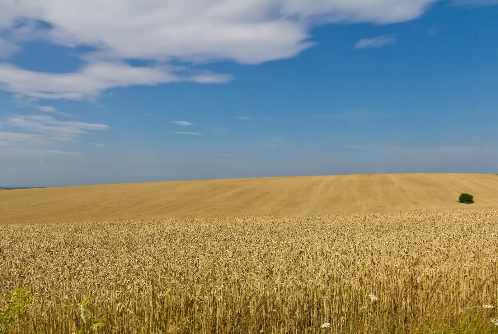 Golden wheat fields stretching to the horizon under a partly cloudy sky in western Ukraine