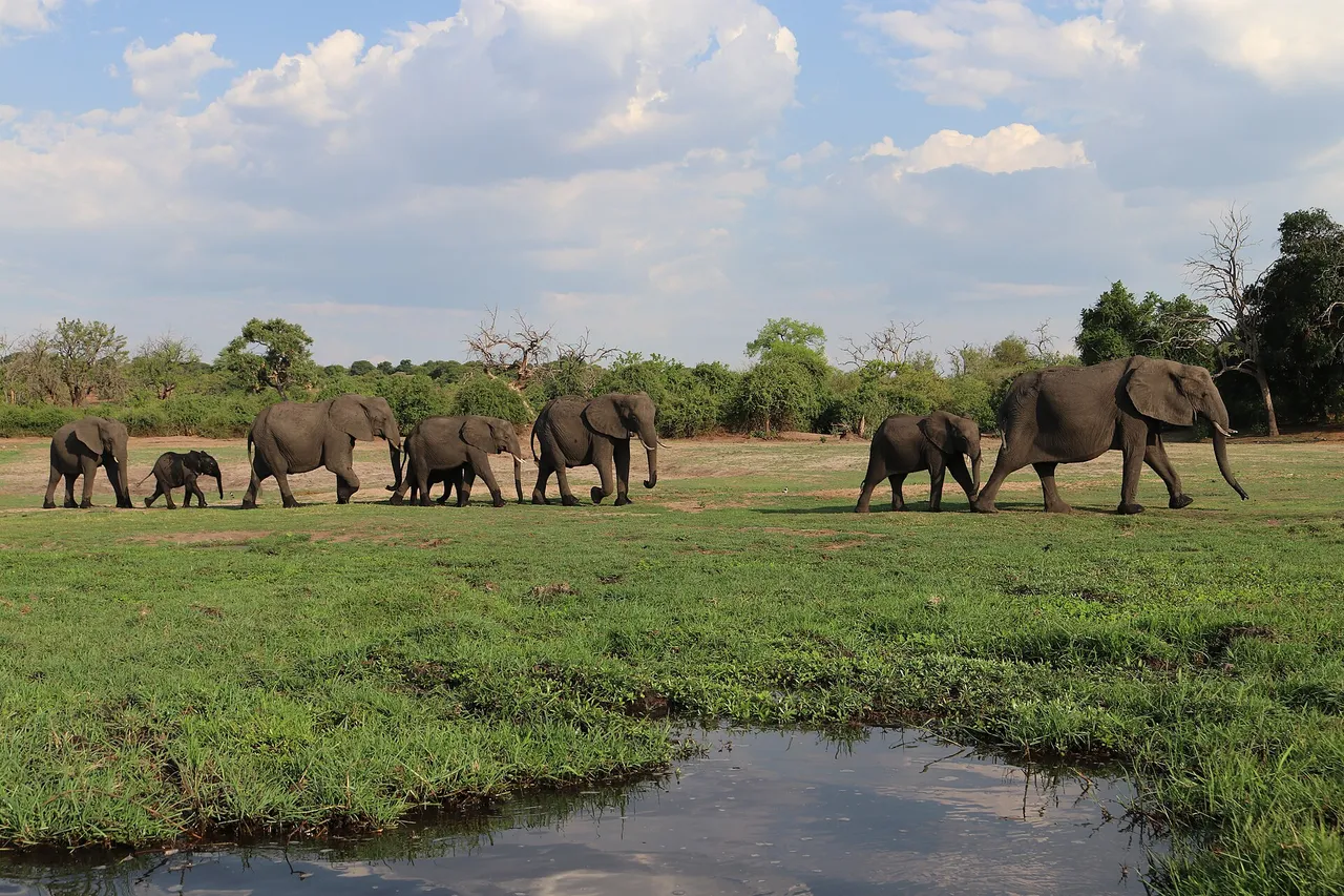 A family of elephants walking in a line across green grass beside a pool on the Chobe River floodplain, with trees and clouds behind