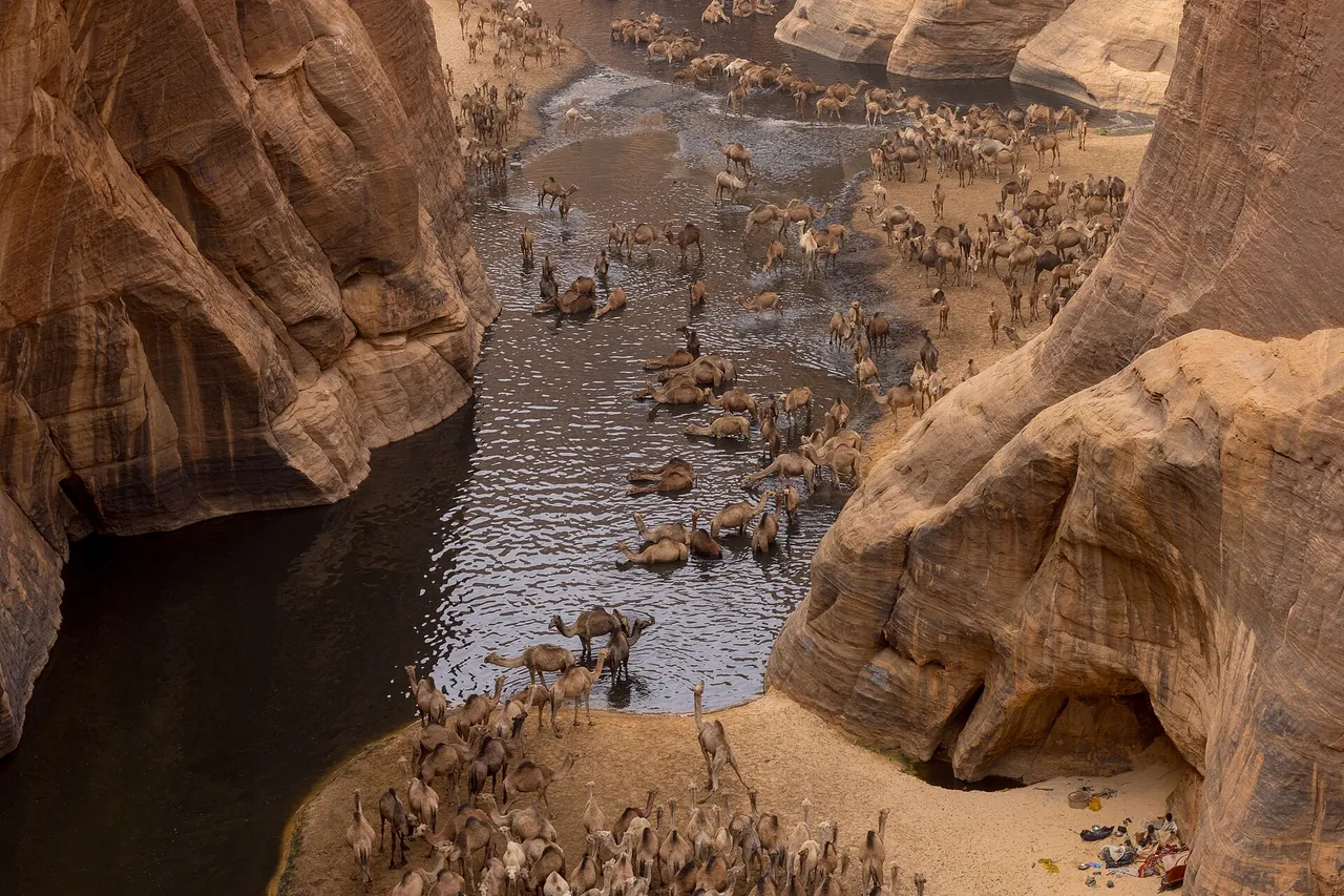 Hundreds of camels drink at a dark pool at the bottom of a sandstone gorge, the Guelta d'Archeï in the Ennedi mountains