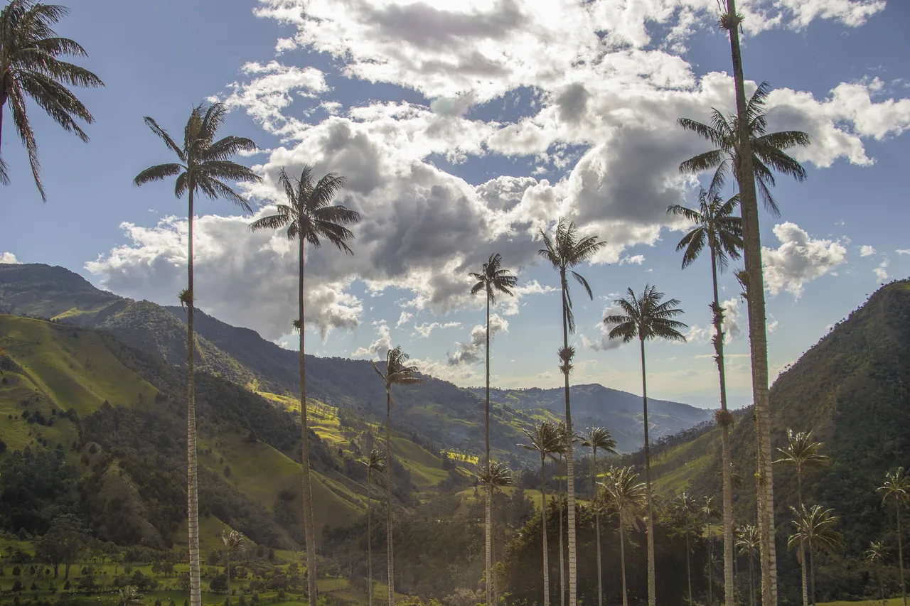 Tall wax palms rising over the green hills of the Cocora Valley under a cloudy sky