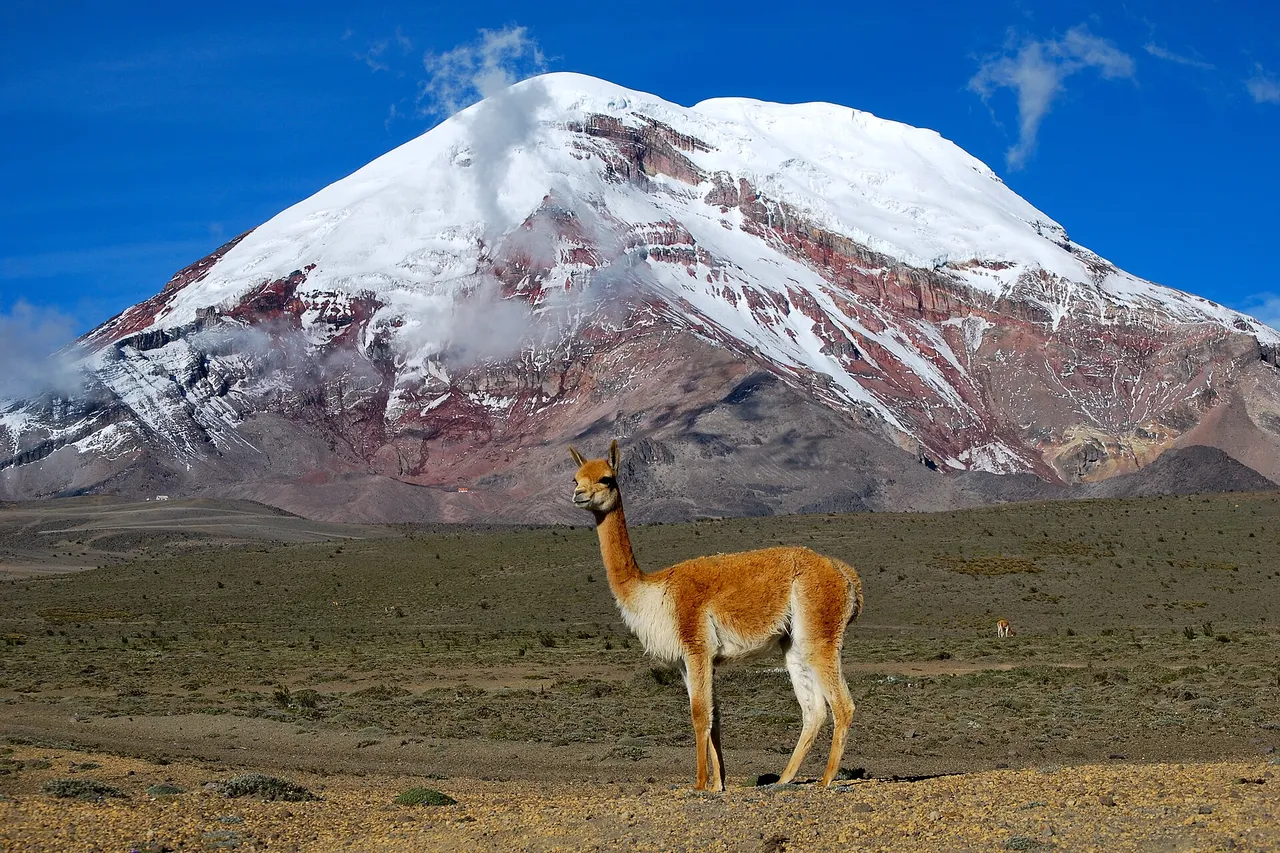 A vicuña stands on a dry plain in front of the snow-covered Chimborazo volcano under a deep blue sky