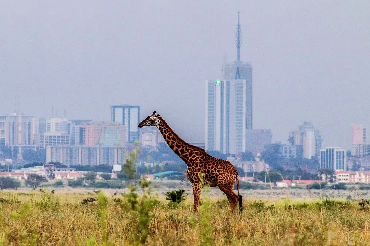 A giraffe walks through the grass of Nairobi National Park with the office towers of central Nairobi rising behind it