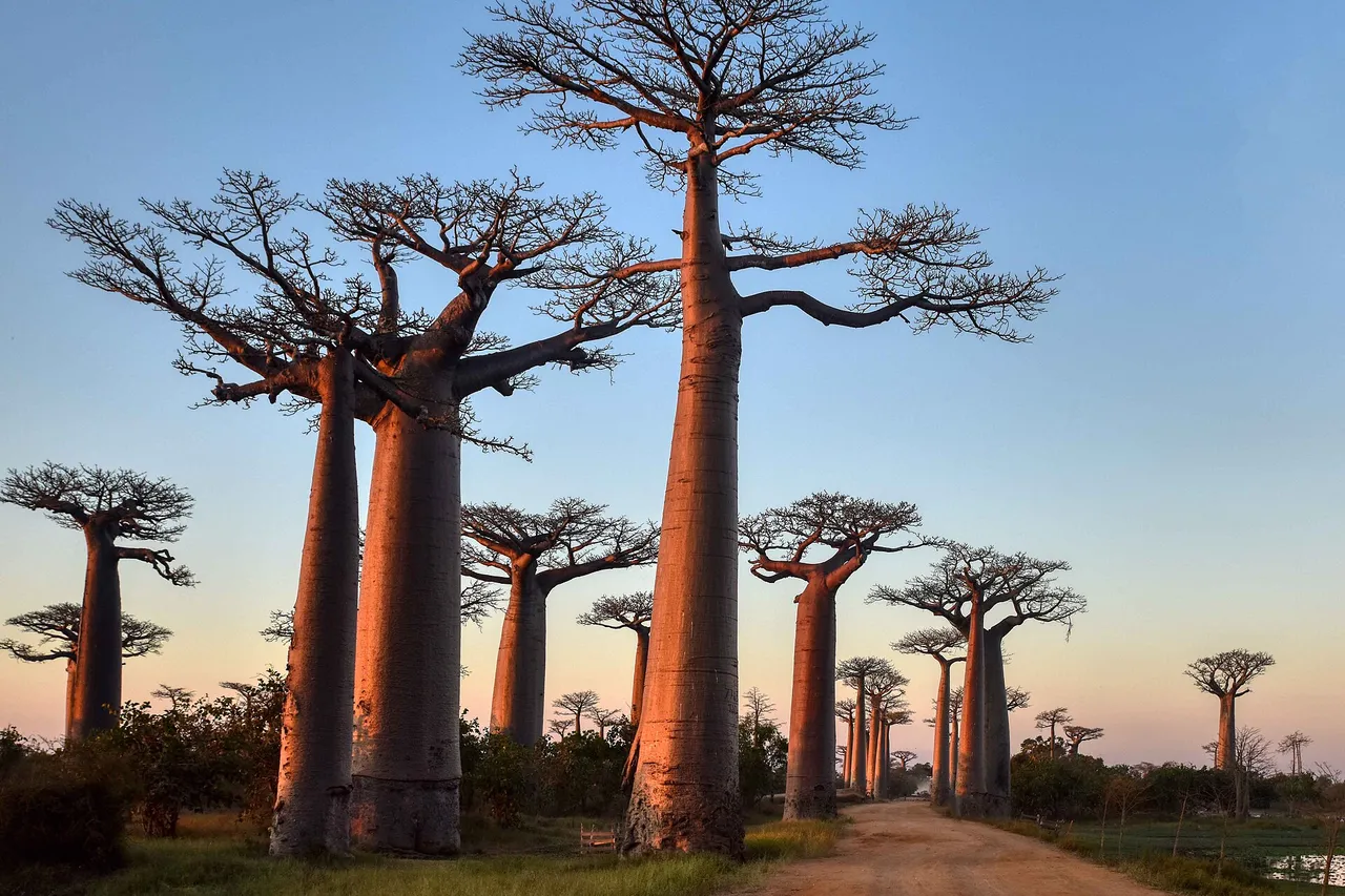 A dirt road lined with giant baobab trees, their trunks glowing orange in the evening light