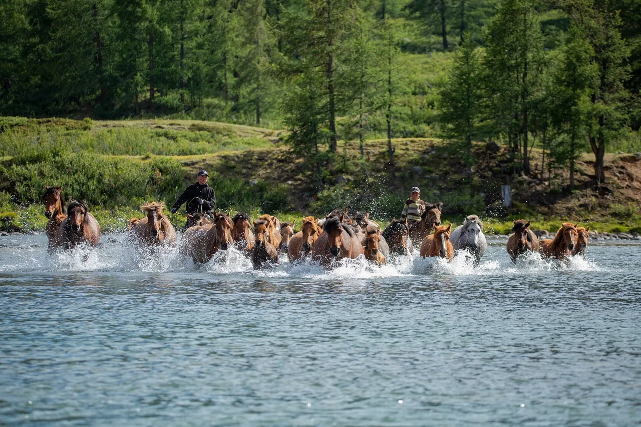 Two young herders on horseback drive a herd of horses through a river in western Mongolia, with spray rising and larch forest behind