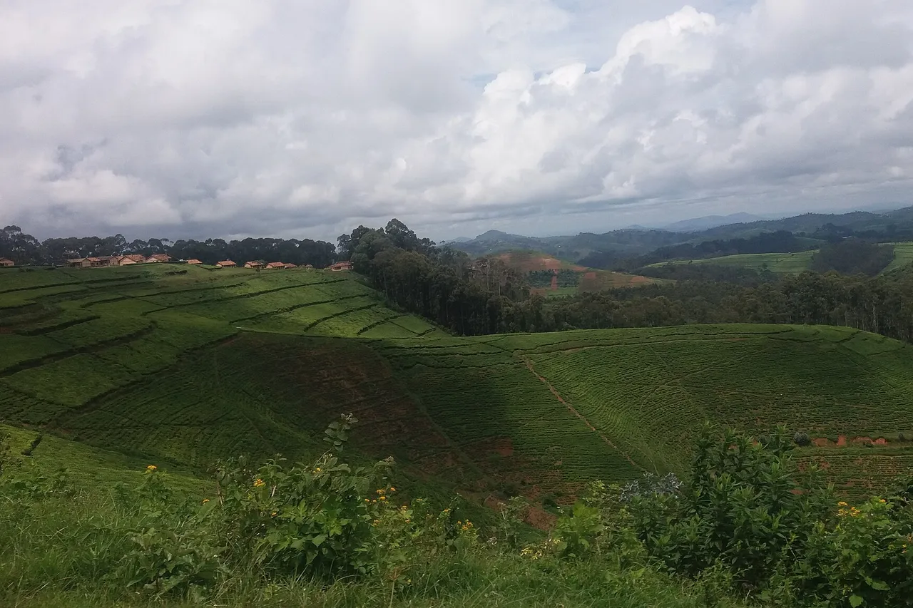 Rows of bright green tea bushes cover rolling hills under a cloudy sky, with forest in the distance