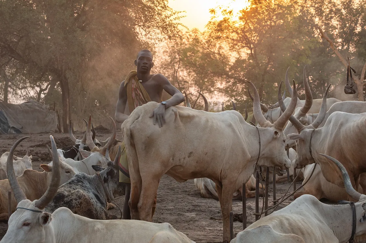 A Mundari herder stands among long-horned cattle in a smoky cattle camp at sunrise