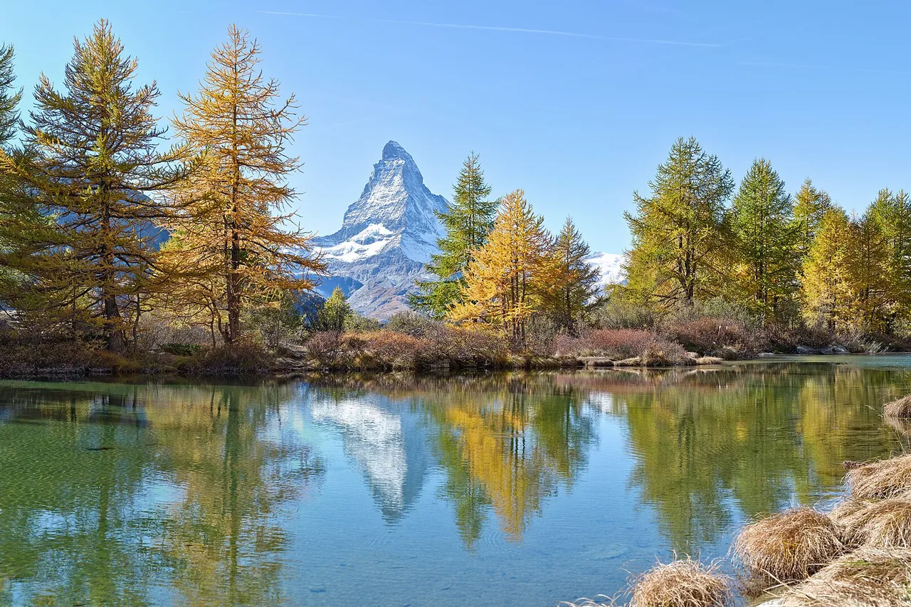 The Matterhorn rising behind golden larch trees and reflected in a small mountain lake on a clear autumn day
