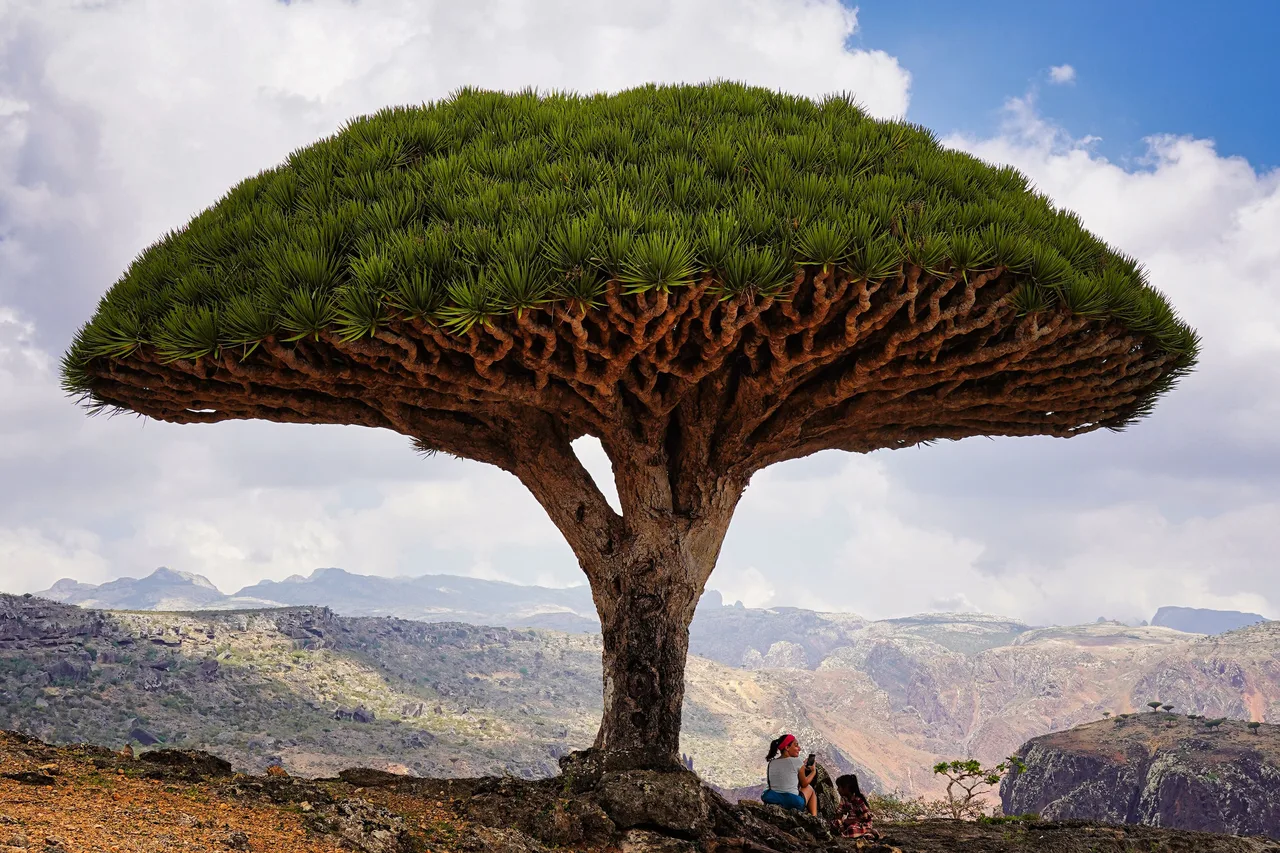A dragon blood tree with a wide umbrella-shaped crown on a rocky plateau, with mountains and clouds behind