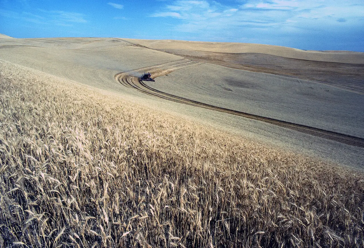 A combine harvesting a golden wheat field on rolling hills under a blue sky